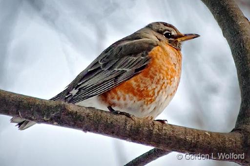 First Robin Of Spring_24362.jpg - American Robin (Turdus migratorius) photographed at Ottawa, Ontario, Canada.